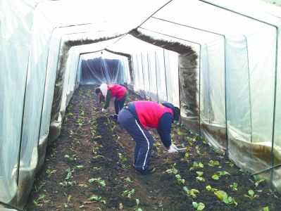 &ldquo;农事疗法&rdquo;让病人加速康复