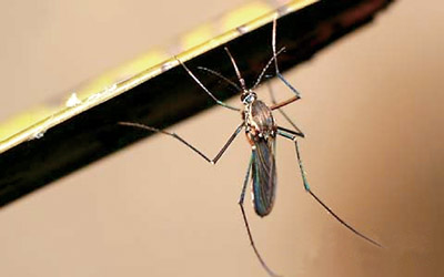 秋蚊子为什么这么毒:用吸血提升卵的存活率