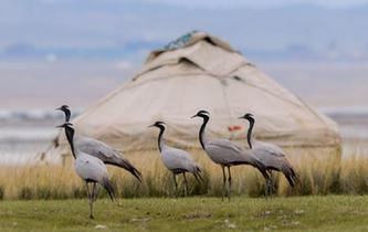 蓑羽鶴飛舞巴裏坤草原