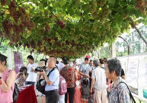 琅岐葡萄旅游文化节本周六开幕