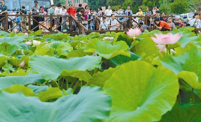 白云区:以旅游打造经济发展增长极
