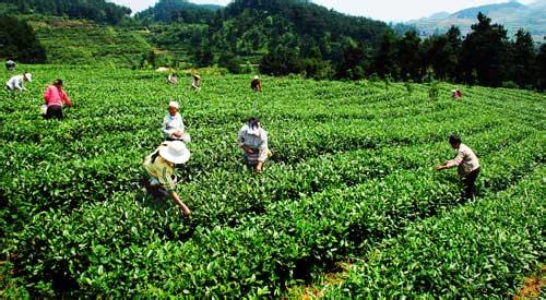 五家企业签约入驻开阳县南龙乡