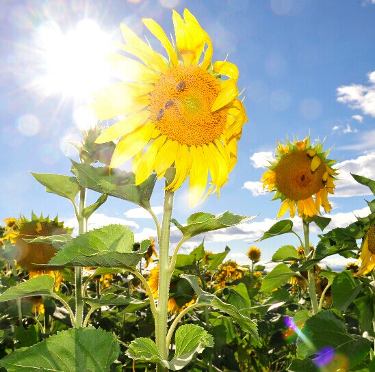 紫色迷情&mdash;&mdash;普罗旺斯薰衣草田