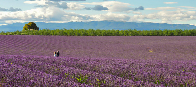 紫色迷情——普罗旺斯薰衣草田