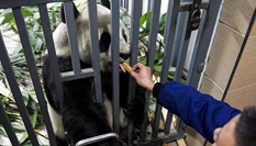 大熊猫的冬日生活