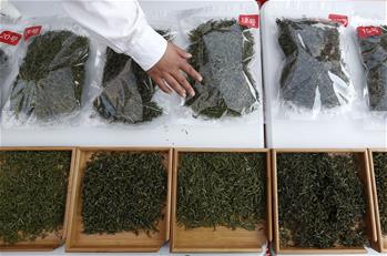 安徽黃山：徽州民間鬥茶香