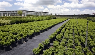 一年一度的江干都市花卉节开张啦