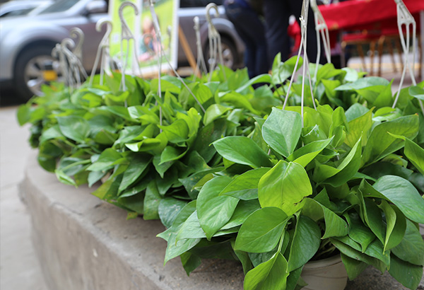 新华房产图书换绿植 大型公益活动