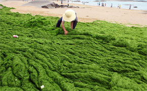 黄海现2万平方公里浒苔潮:"绿毯"铺满海滩