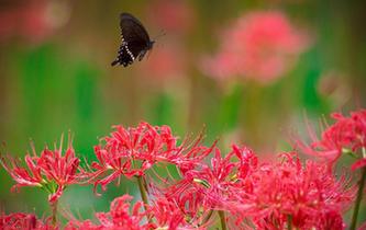 三个保障托起智慧城市建设新沂模式