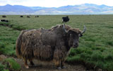原生态牦牛 何贵福