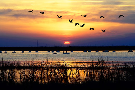 暮色-夕阳 姜瑞云