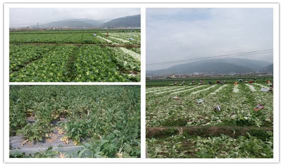 绿生活云南采购中心特色食材服务