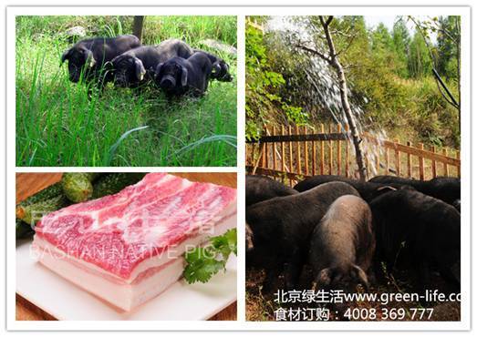 北京绿生活引进可溯源四川巴山土猪肉