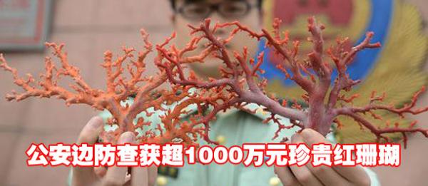 福建公安边防查获超1000万元珍贵红珊瑚