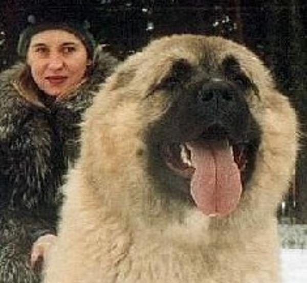 让你目瞪口呆的&ldquo;犬中之王&rdquo;！