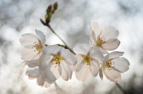 【画刊】又到樱花烂漫时