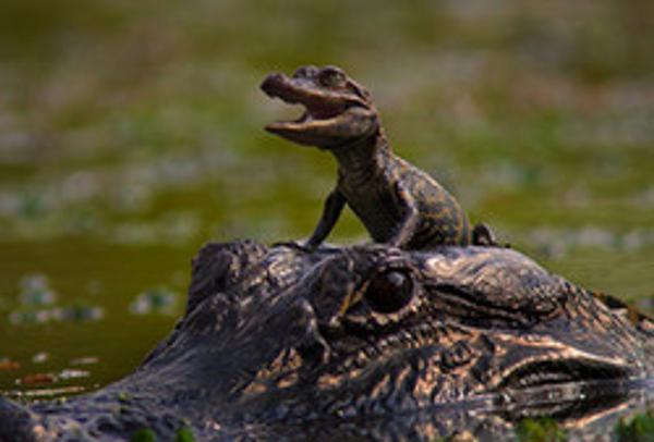 母亲节：动物妈妈同样伟大