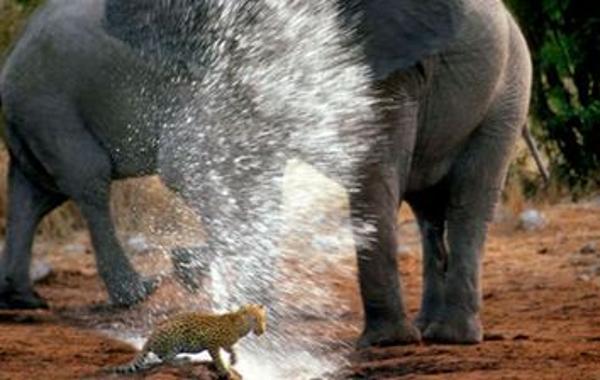 纳米比亚猎豹靠近象群遭喷水驱赶