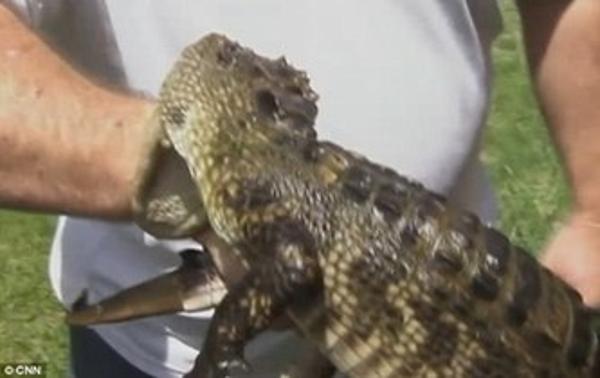 鳄鱼惊现住宅区 专业捕手被咬伤