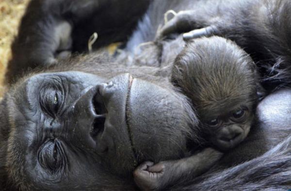母亲节组图：动物的温暖母子情
