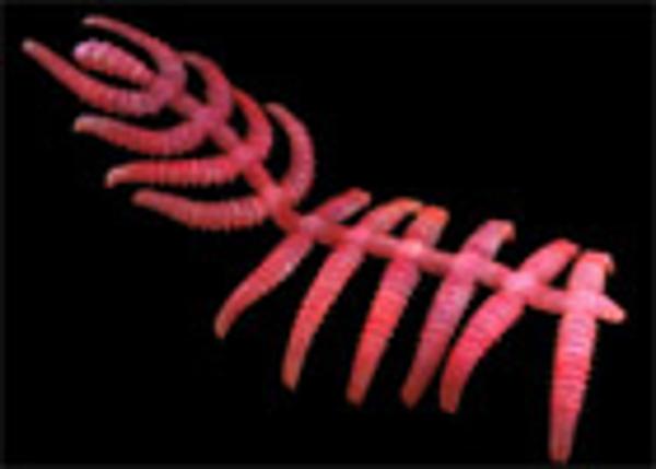 绝对罕见！全球最奇异十大新物种