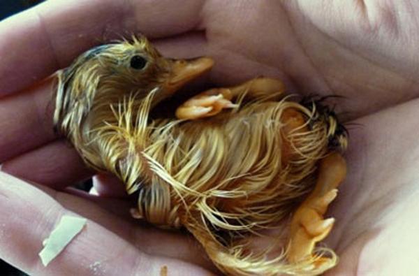 实拍&ldquo;丑小鸭&rdquo;变身过程：破壳而出 华丽转身