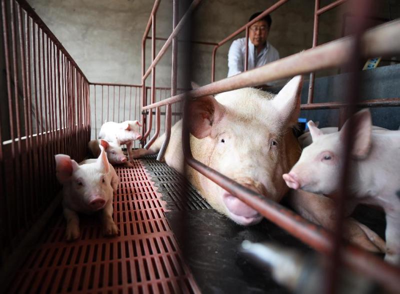 生猪养殖户遭遇市场低迷