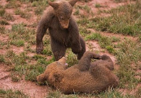 西班牙小棕熊草地上打滚慵懒可爱