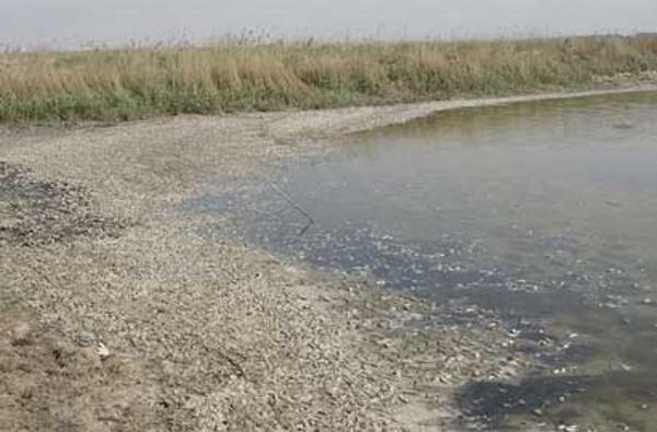 天津北大港湿地死鱼成堆 昔日候鸟乐园环境堪忧