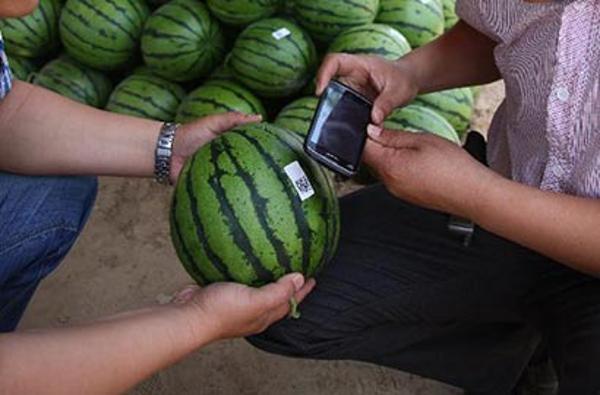 河北阜城：西瓜贴上二维码