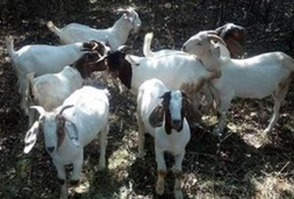 山羊抢人类饭碗 签约承包机场&ldquo;除草&rdquo;工程