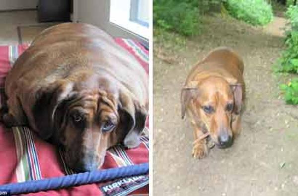 狗狗也减肥减重36斤后&ldquo;判若两狗&rdquo;