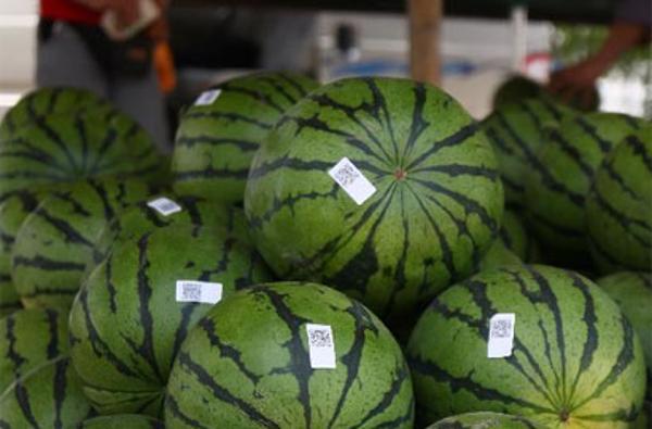 西瓜贴上了可以显示&ldquo;身份&rdquo;的二维码