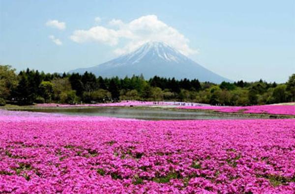 富士山有望正式入选世界遗产名录
