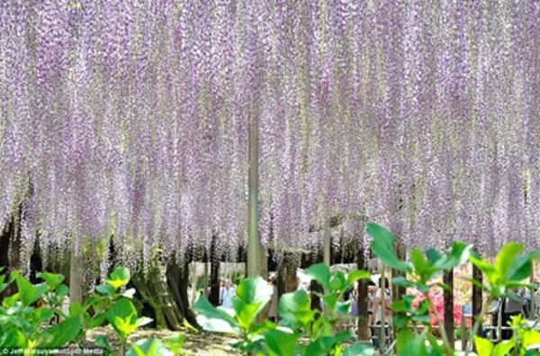 日本紫藤似《阿凡达》&ldquo;灵魂树&rdquo;