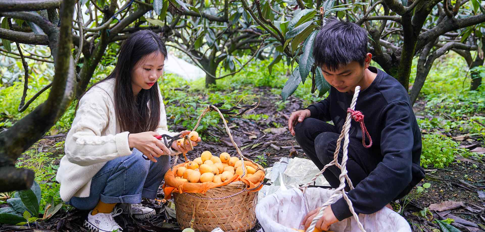 白天线上卖枇杷 深夜苦读迎大考