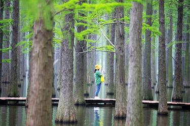 &ldquo;水上森林&rdquo;画中游