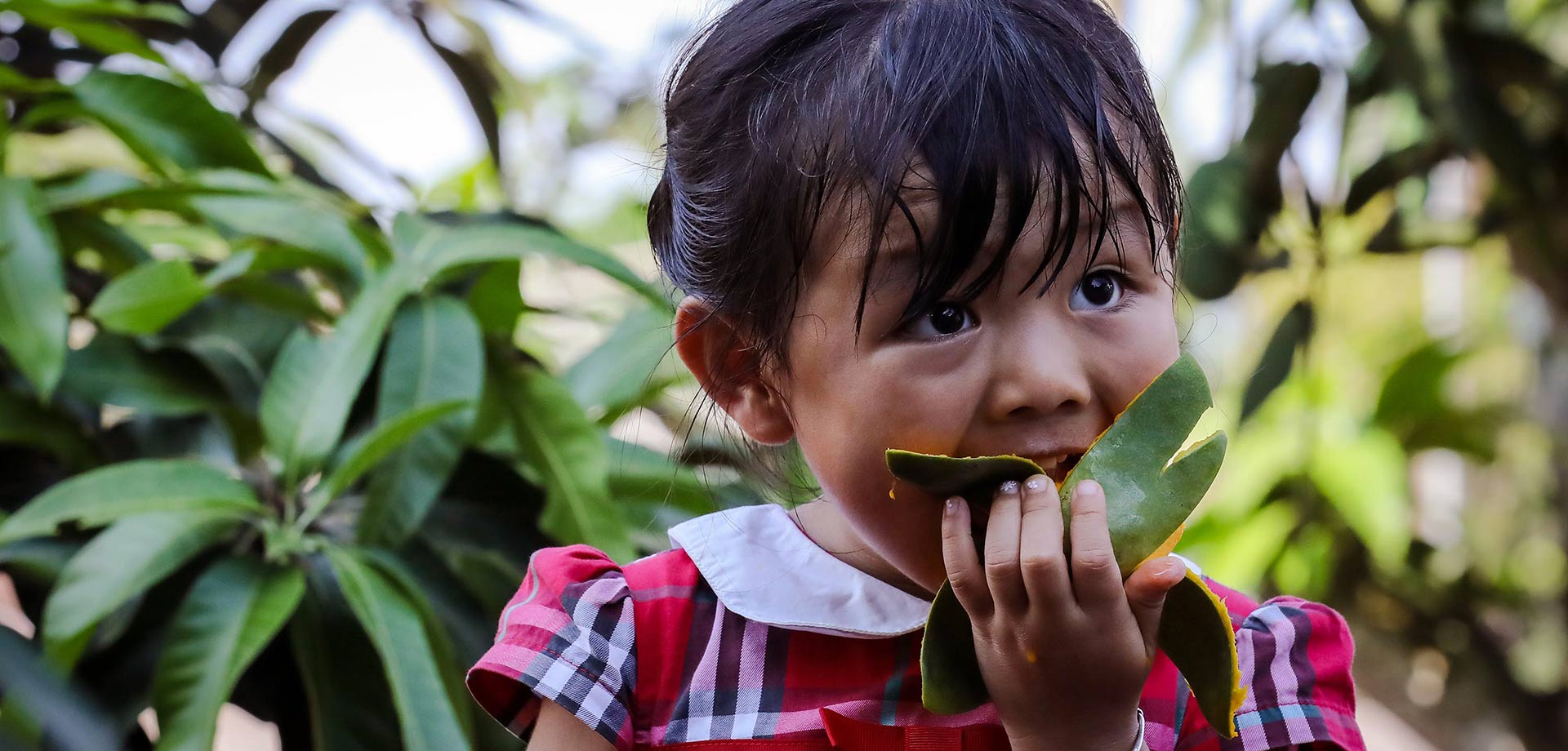 【显影中国】芒果&ldquo;出嫁&rdquo;记