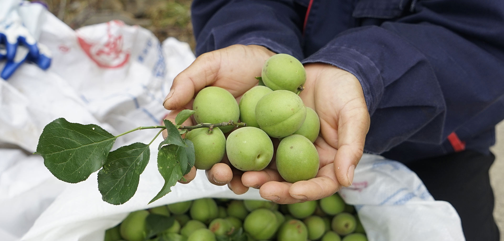 【显影中国】这里的村子有点&ldquo;甜&rdquo;