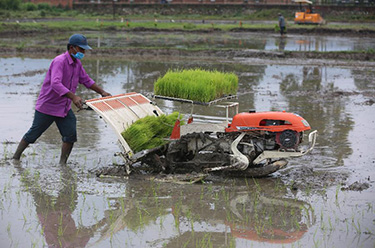 尼泊尔农民“水稻节”里忙插秧