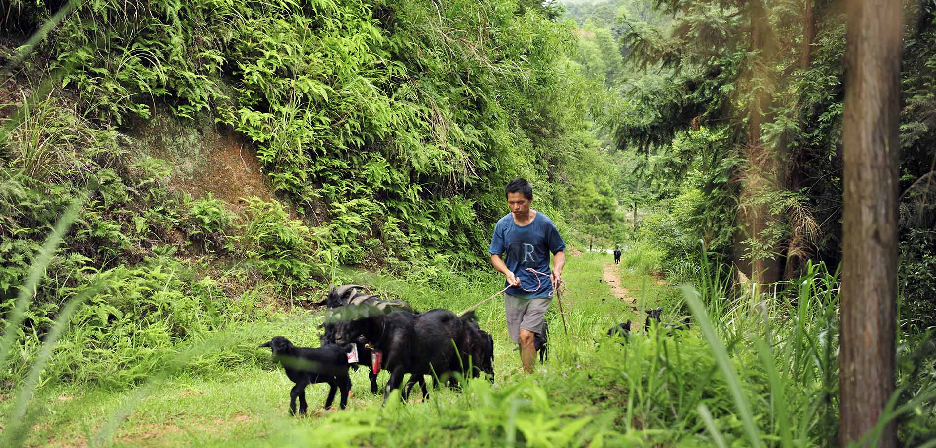 【显影中国】盲人&ldquo;羊倌&rdquo;脱贫记