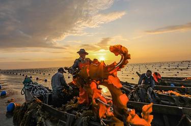 山东荣成：海带舞朝晖