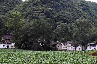 &ldquo;产业村长&rdquo;到岗 增收致富&ldquo;有道&rdquo;