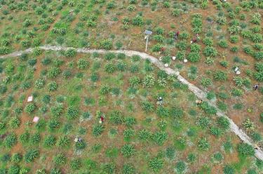 贵州绥阳：做大做强金银花产业助农增收