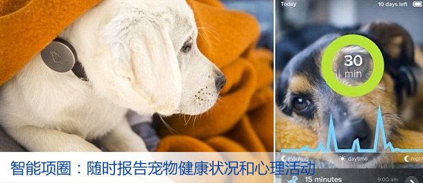 智能项圈：随时报告宠物健康状况和心理活动