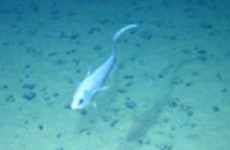 "蛟龙"号看海底：鼠尾鱼