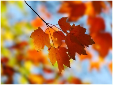 搜狗壁纸带你领略晚秋之美