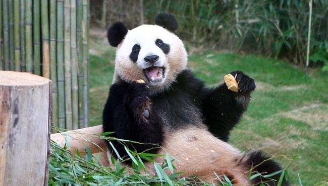 旅韩&ldquo;大熊猫夫妇&rdquo;正式与韩国公众见面