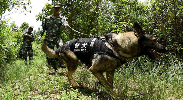 中缅边境的缉毒“奇兵”